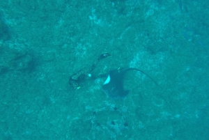 Tenerife: Underwater Lava Tongues Snorkel Excursion