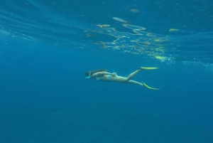 Tenerife: Underwater Lava Tongues Snorkel Excursion