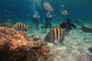 Tenerife: Underwater Walk - Sea Trek Experience