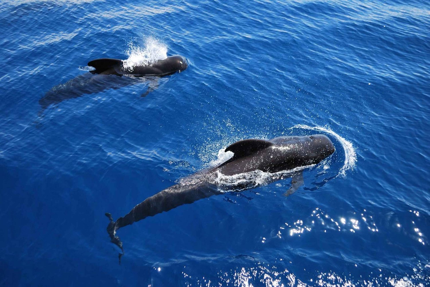 Tenerife: Whales/Dolphins Viking Cruise & Live Show/Drinks