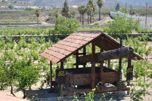 Tenerife: Vilaflor, Winery, and Aloe Vera Plantation Tour