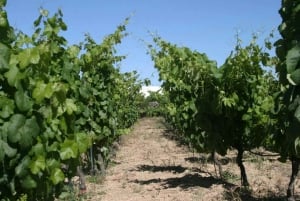 Tenerife: Vilaflor, Winery, and Aloe Vera Plantation Tour