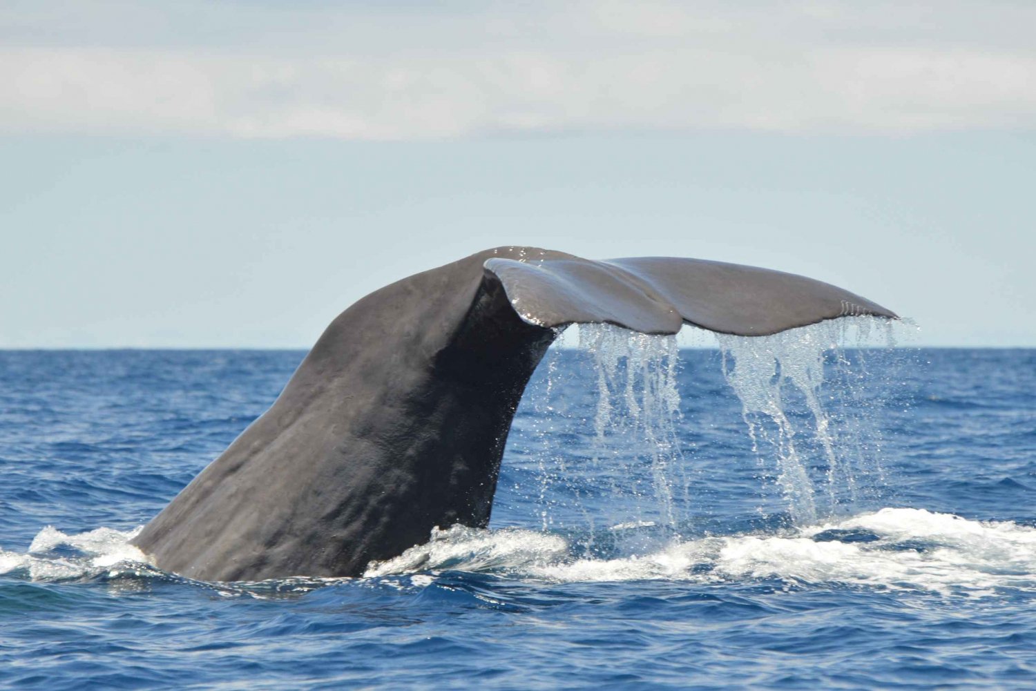 Tenerife: Bådtur med hval- og delfinsafari