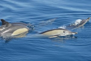 Tenerife: Whale and Dolphin Watching Boat Tour