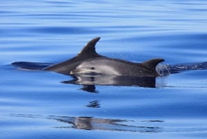 Tenerife: Whale and Dolphin Watching Boat Tour