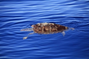 Tenerife: Whale and Dolphin Watching Boat Tour