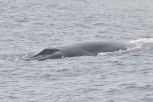 Tenerife: Whale and Dolphin Watching Boat Tour