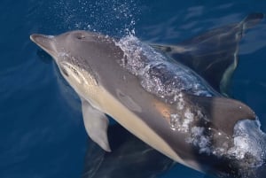 Tenerife: Whale and Dolphin Watching Boat Tour