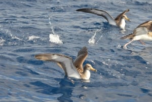 Tenerife: Whale and Dolphin Watching Boat Tour