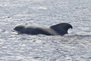 Tenerife: Whale and Dolphin Watching Boat Tour