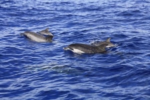 Tenerife: Whale and Dolphin Watching Boat Tour