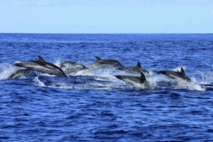 Tenerife: Whale and Dolphin Watching Boat Tour