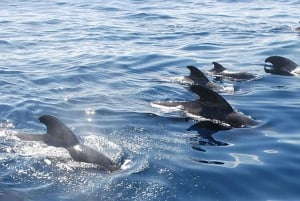 テネリフェ島クジラとイルカウォッチングボートツアー