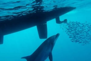 テネリフェ島クジラとイルカウォッチングボートツアー