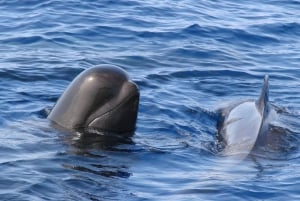 テネリフェ島クジラとイルカウォッチングボートツアー