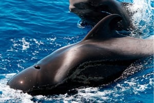 テネリフェ島クジラとイルカウォッチングボートツアー