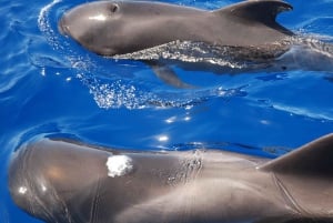 テネリフェ島クジラとイルカウォッチングボートツアー