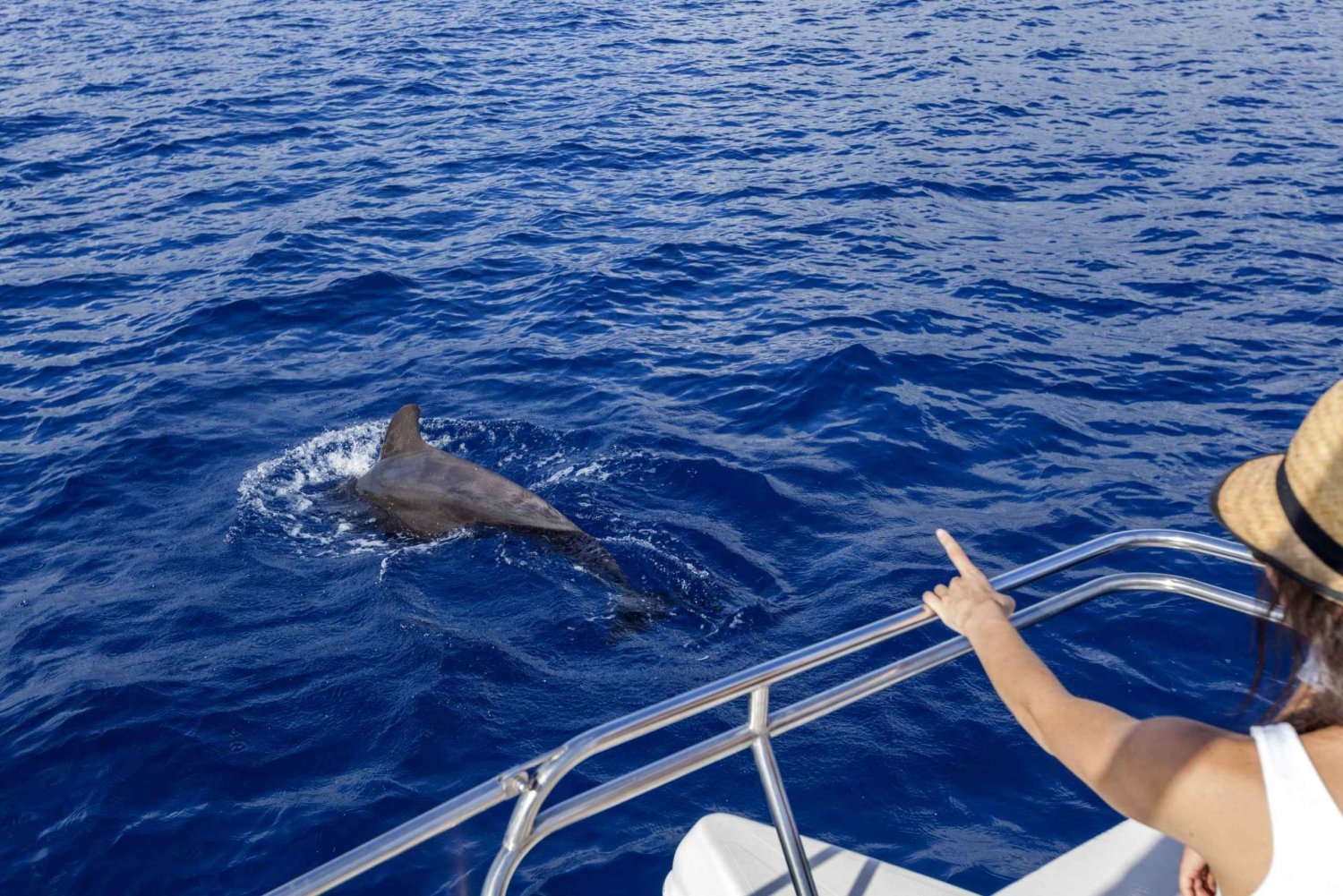 Tenerife: dolfijnen en walvissen spotten vanaf een zeilboot