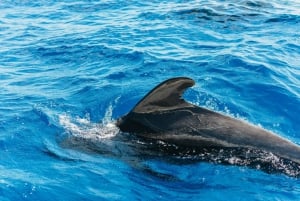 Tenerife: avistamiento de delfines y ballenas con aperitivo