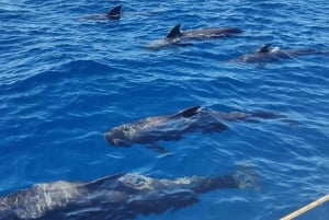 Tenerife: Excursión en yate para avistar ballenas y hacer snorkel