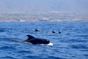 Tenerife Whale Watching and Snorkeling Yacht Trip