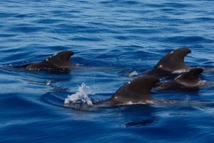 Tenerife Whale Watching and Snorkeling Yacht Trip