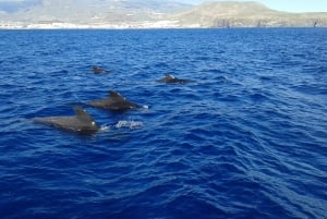 Tenerife: Tour de ballenas y baño en el mar en yate para 22 personas
