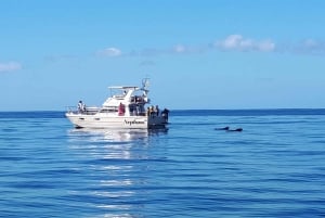 Tenerife: Tour de ballenas y baño en el mar en yate para 22 personas