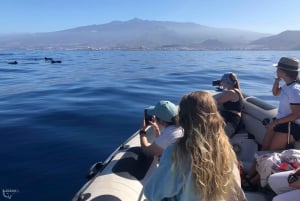 Tenerife: Whale Watching Boat Tour with a Marine Biologist