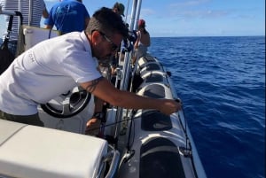 Tenerife: Whale Watching Boat Tour with a Marine Biologist