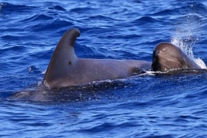 Tenerife: Whale Watching Boat Tour with a Marine Biologist