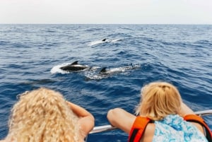 Costa Adeje: Whale Watching Catamaran Tour with Drinks