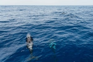 Costa Adeje: Excursión en Catamarán para Avistamiento de Cetáceos con Bebidas