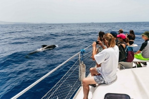Costa Adeje: Excursión en Catamarán para Avistamiento de Cetáceos con Bebidas