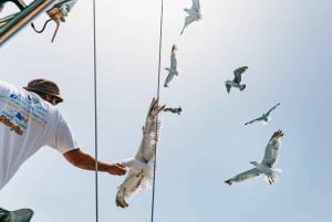 Costa Adeje: Excursión en Catamarán para Avistamiento de Cetáceos con Bebidas