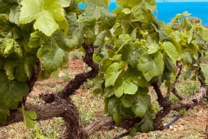 テネリフェ島ワインツアーへようこそ