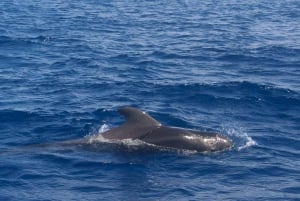 Tenerife: Whale watching and Snorkeling Yacht Trip