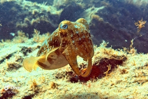 Tenerife: je eerste duikervaring in een schildpaddengebied