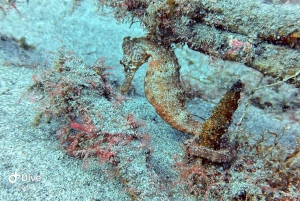Tenerife: je eerste duikervaring in een schildpaddengebied