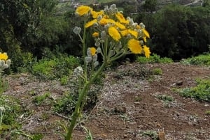Teno: Kierros Erjosista vuorten harjanteen yli, josta on näkymä Mascaan