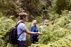 Teno Waterfalls and the Tropical Jungle of Tenerife