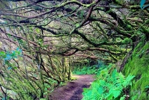 I misteri di Tenerife : Tour privato alla scoperta dell’isola Max 8 persone