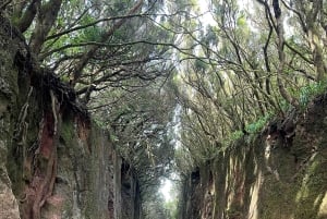 I misteri di Tenerife : Tour privato alla scoperta dell’isola Max 8 persone