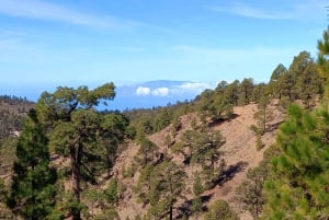 ワウファクターウォーク