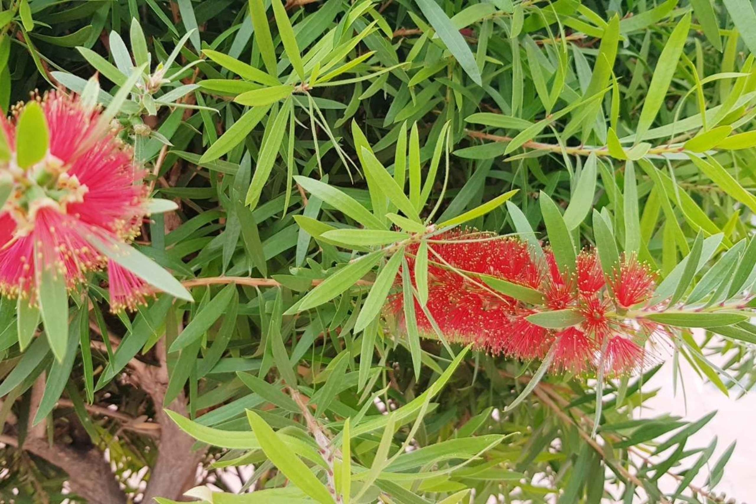 POLENS NORRA SKATTAR, Candelaria, La Laguna, Anaga, Santa Cruz