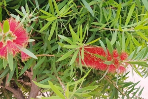 POLENS NORRA SKATTAR, Candelaria, La Laguna, Anaga, Santa Cruz