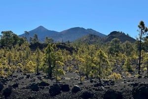 Trek Through Teide with a Lava Tube Adventure.