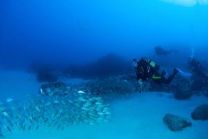 Anfängertauchgang mit Scubapoint Teneriffa im Schildkrötengebiet