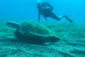 Try diving for the first time in turtle area