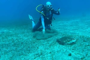 Try diving for the first time in turtle area